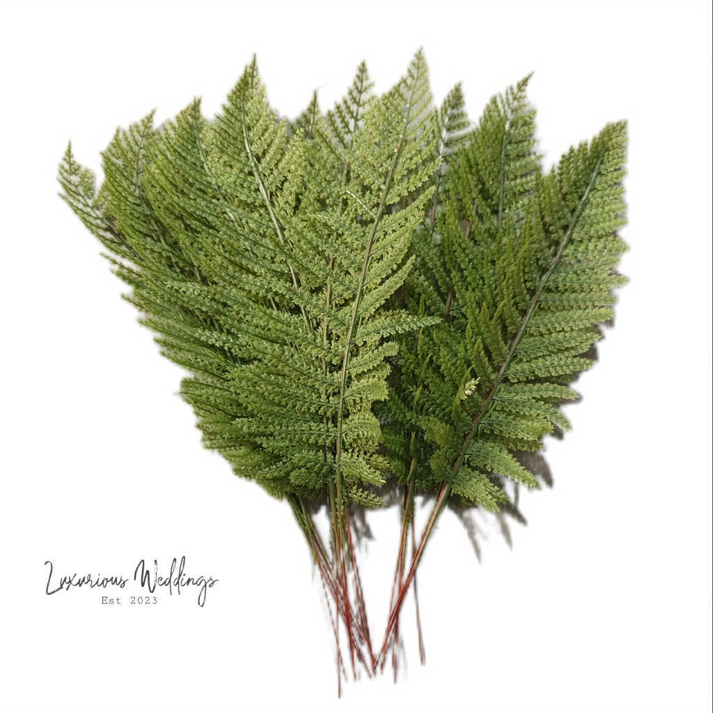 a bunch of green leaves on a white background