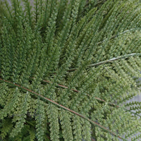 a close up of a plant with green leaves