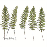 four different types of ferns on a white background